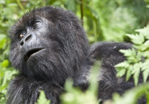 A no-fluff FAQ covering gorilla permit prices, booking rules, age limits, what to pack, and how Rwanda compares to Uganda for gorilla trekking in 2026