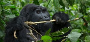 Gorilla permits start at $600 in Uganda's low season vs $1,500 in Rwanda. Compare 2026 permit prices, budget lodges & tips to trek gorillas for less