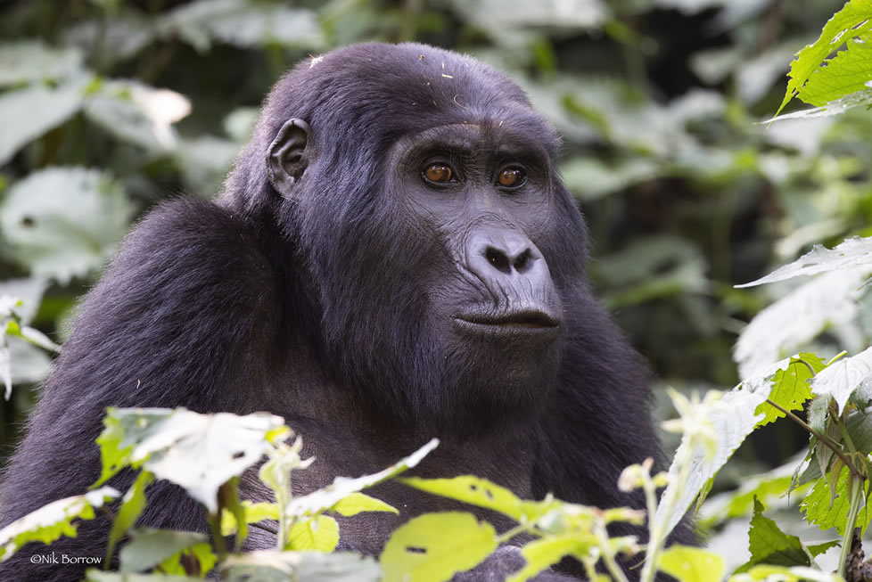 Explore gorilla trekking, golden monkey tracking, savanna game drives and volcano hikes in Rwanda and Uganda. Compare permits, parks and itineraries.