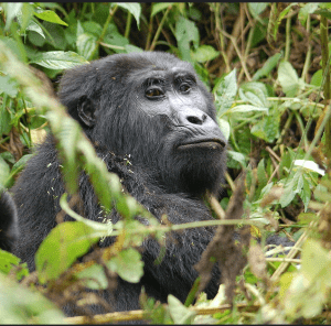 Congo gorilla safaris explained: Virunga and Kahuzi-Biega's current security risks vs. Odzala-Kokoua's safe, bookable Western lowland gorilla trekking in 2026