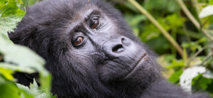 Gorilla Habituation Experience in Bwindi: 4 Hours with a Gorilla Family