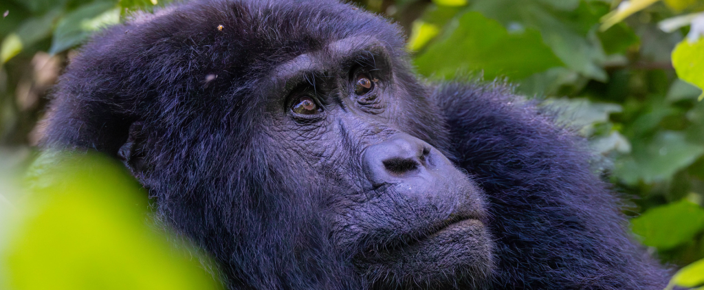 Mountain Gorilla trekking Adventures in Rwanda and Uganda