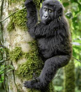 Trek mountain gorillas and golden monkeys, climb three extinct volcanoes, and explore Garama Cave in Mgahinga, Uganda's smallest national park.