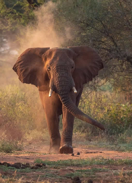 3-day Akagera National Park safari from Kigali: morning & sunset game drives, a boat cruise on Lake Ihema, and stays at Ruzizi Tented Lodge. See lion, rhino & more.