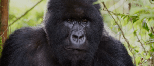 Plan your gorilla trek: Rwanda, Uganda & Congo permit costs, terrain, and timing compared. We tailor gorilla safaris to fit your budget and dates.