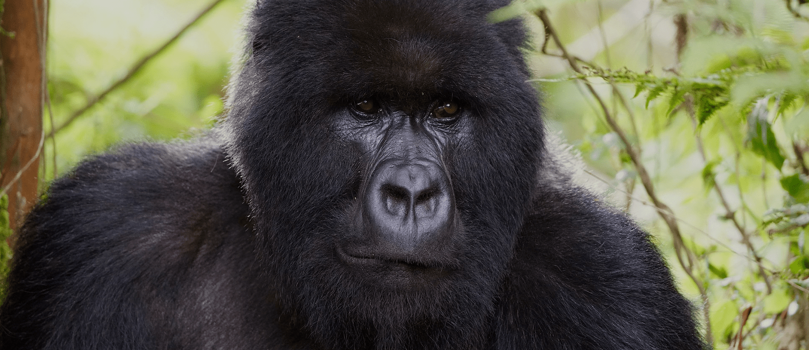 Plan your gorilla trek: Rwanda, Uganda & Congo permit costs, terrain, and timing compared. We tailor gorilla safaris to fit your budget and dates.