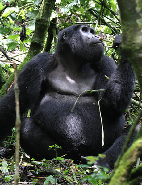 Trek to wild mountain gorillas in Bwindi Impenetrable National Park. Discover trekking sectors, permit tips, what to pack, and how to book your safari.