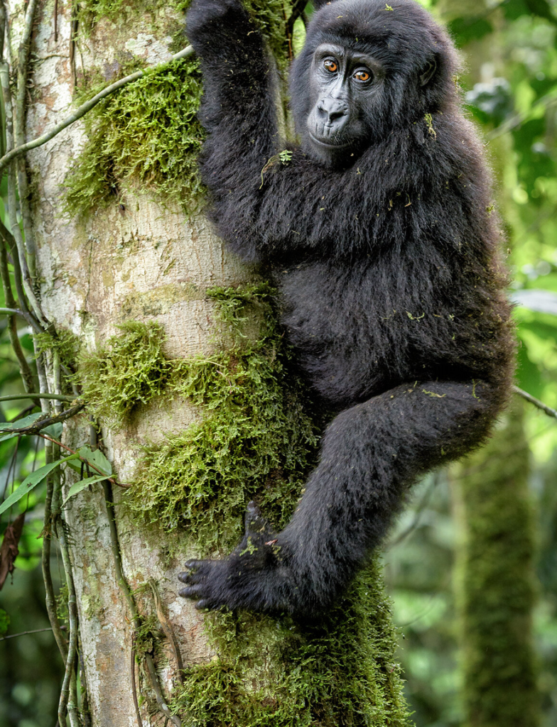 Trek mountain gorillas in Bwindi in just 1 day from Kigali. $800 permits, detailed itinerary, and expert planning tips for a budget Uganda safari
