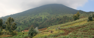 Volcanoes National Park is widely regarded as one of Africa’s most extraordinary wildlife destinations, drawing visitors from across the globe for one reason above all others: mountain gorillas. As one of only four protected areas in the world where these magnificent primates survive in the wild, the park holds a place of unrivalled importance in global conservation.