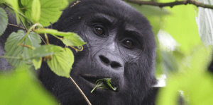 Get personalized gorilla safari advice from our Kigali-based team. We help with permits, tailor-made itineraries, and group or family bookings.