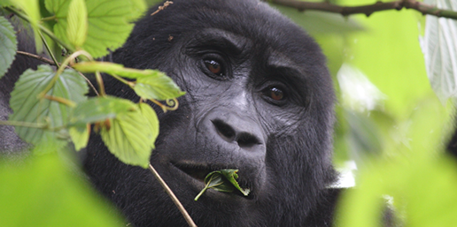 Get personalized gorilla safari advice from our Kigali-based team. We help with permits, tailor-made itineraries, and group or family bookings.