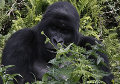 Tailor-made gorilla trekking safaris in Uganda, Rwanda & Congo. Permits, lodges & transport included. Expert guides, private & group tours since 2019.