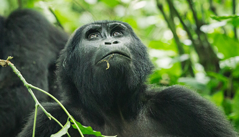 Explore mountain gorilla trekking in Bwindi, Volcanoes & Mgahinga. Learn about the experience, costs, best times to visit, and how permits support conservation
