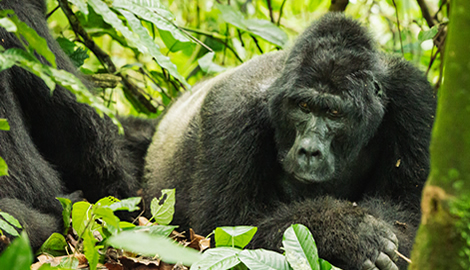 orilla trekking safari from Kigali to Volcanoes National Park. Permits, 4x4 transport & lodging included. Book your Rwanda gorilla trek today