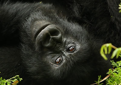 Gorilla trekking in Bwindi, Volcanoes & Virunga National Parks. Bespoke Uganda, Rwanda & DR Congo safaris — book your permit and lodge today