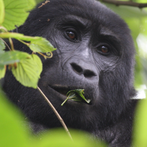 Uganda safari packages covering Bwindi gorilla trekking, Queen Elizabeth's tree-climbing lions, Kibale chimps, and Murchison Falls. Custom itineraries, 2–15 days