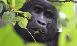 Adventure Gorilla Safaris: East Africa's trusted DMC for gorilla trekking, chimp tracking & wildlife safaris across Uganda, Rwanda & the DRC