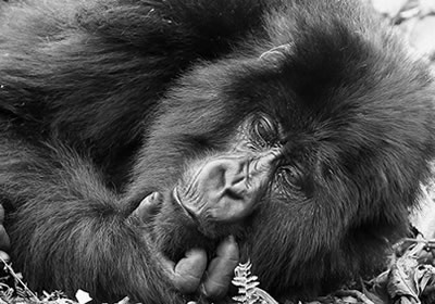 Track mountain gorillas in Uganda & Rwanda with Adventure Gorilla Safaris. Custom itineraries, luxury lodges, permits arranged — plan your trip now