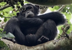 Discover Nyungwe Forest, Rwanda's oldest rainforest — home to 400+ chimpanzees, 13 primate species, and East Africa's only canopy walkway. Plan your trek.