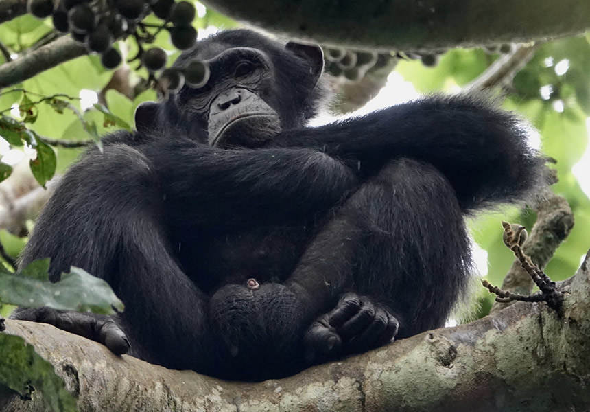 Discover Nyungwe Forest, Rwanda's oldest rainforest — home to 400+ chimpanzees, 13 primate species, and East Africa's only canopy walkway. Plan your trek.