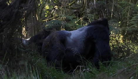 Short on time? Track mountain gorillas in Volcanoes National Park in one day — Kigali pickup, expert guide, lunch included. Book your day trip today