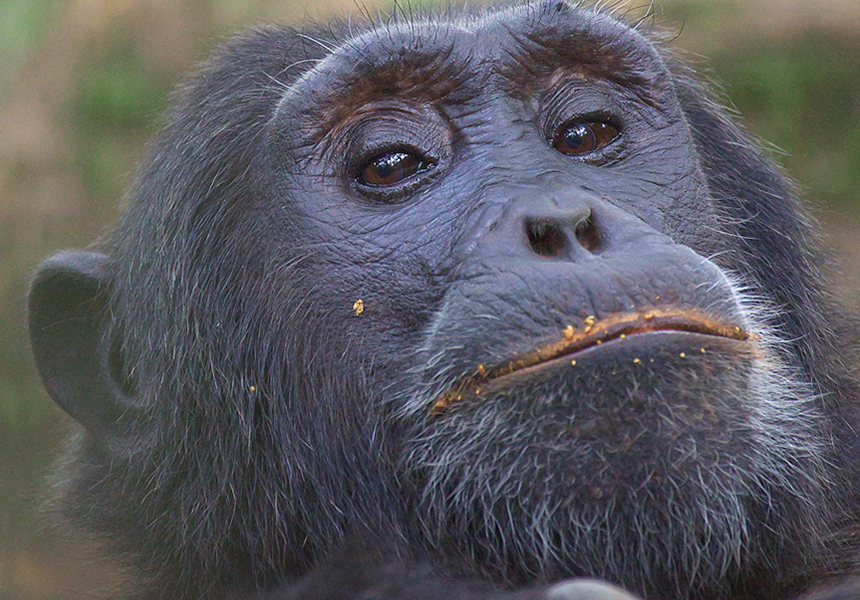 Discover Bigodi Wetland Sanctuary, Uganda's top community-run birding walk near Kibale. See 200+ bird species, primates, and papyrus swamp on a guided trail
