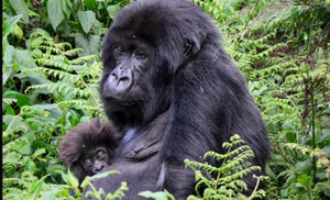 Gorilla trekking in Bwindi, Volcanoes & Virunga National Parks. Bespoke Uganda, Rwanda & DR Congo safaris — book your permit and lodge today