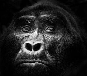 Book gorilla trekking safaris in Rwanda's Volcanoes NP and Uganda's Bwindi & Mgahinga. Tailor-made itineraries, expert guides, mid-range lodges from $600.