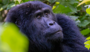 Plan your gorilla safari in Volcanoes NP, Bwindi & Mgahinga. Tailor-made tours, trusted guides, and comfortable lodges — book early, permits are limited.