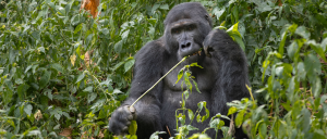 Trek mountain gorillas in Bwindi's Ruhija sector on a single-day trip from Kigali. Early departure, guided trek, certificate, and return the same night — no Uganda hotel needed.