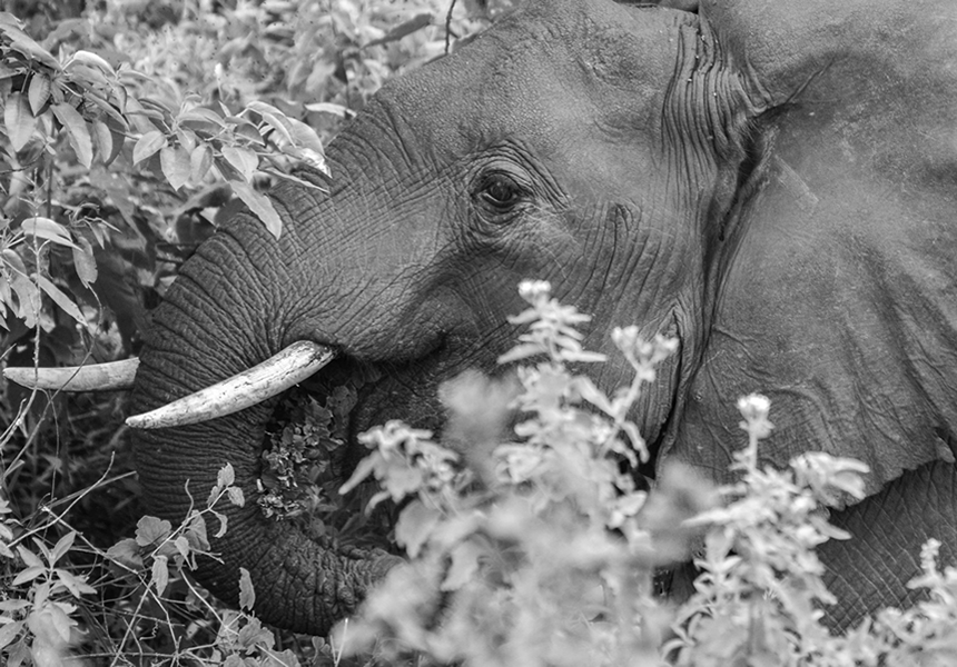 14-day Uganda safari itinerary: gorillas, chimps, tree-climbing lions & the Nile at Murchison Falls. Mid-range lodges, private driver-guide. See day-by-day plan