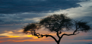 Discover Rwanda's three flagship parks: gorilla trekking in Volcanoes NP, Big Five game drives in Akagera, and chimp tracking in Nyungwe Forest. Plan your safari today