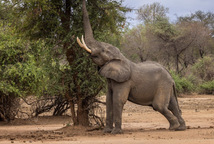 Rwanda safaris beyond gorilla trekking: Big Five game drives in Akagera, chimp tracking in Nyungwe, and golden monkeys in Volcanoes National Park