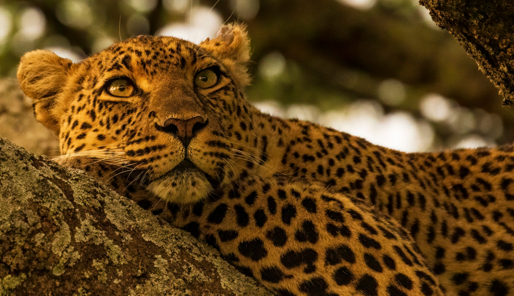 Combine big game safaris in Queen Elizabeth, Murchison Falls & Akagera with mountain gorilla trekking in Uganda & Rwanda. Tailor-made wildlife tours