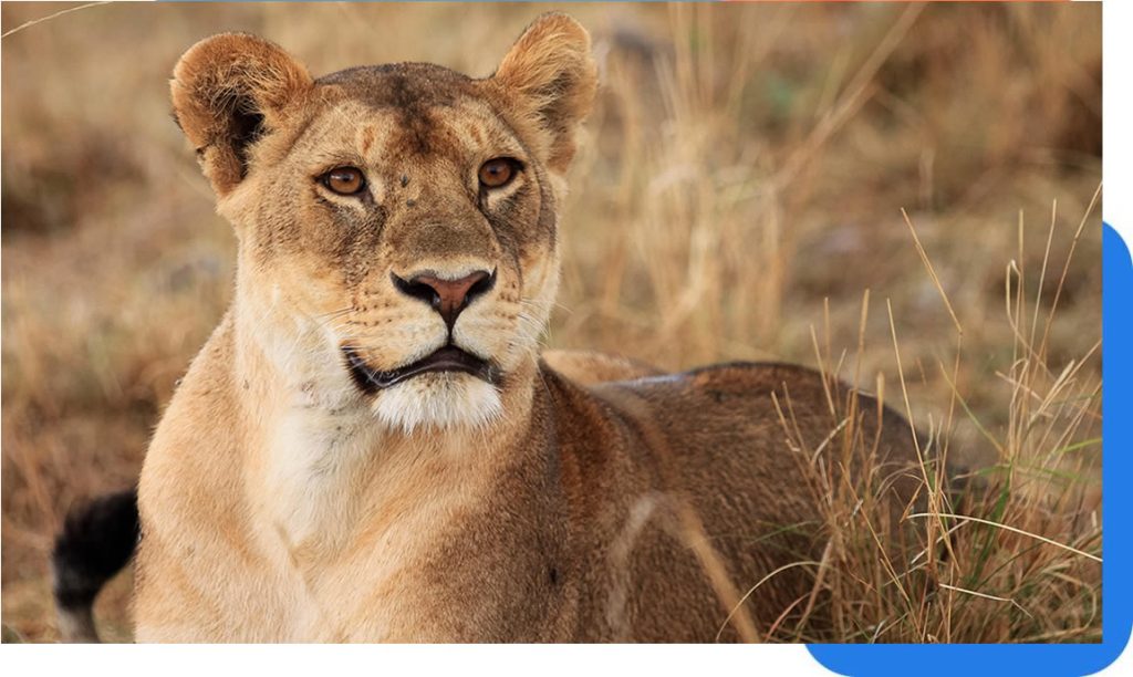 See lions, elephants & the Big Five on savannah game drives, then trek mountain gorillas — tailor-made Uganda & Rwanda safaris that combine both worlds.