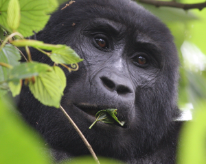 Gorilla trekking permits from $600 in Uganda's low season. Compare costs, discount months, and budget tour packages for an affordable Adventure Gorilla Trekking trip.