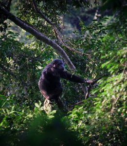 Trek chimpanzees in Nyungwe Forest and mountain gorillas in Volcanoes National Park on this 6-day Rwanda safari. Canopy walkway, golden monkeys, midrange lodges.