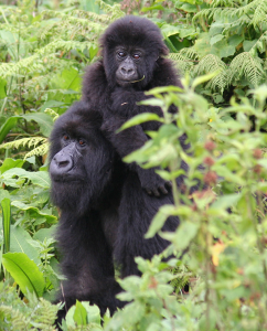 Gorilla trekking in Rwanda on a budget: real ways to save on accommodation, transport, and timing — plus sample 2–7 day budget tour packages.