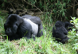From 1-day gorilla treks to 15-day multi-country safaris — explore Uganda, Rwanda & Congo with permits, transport and lodging fully arranged for you