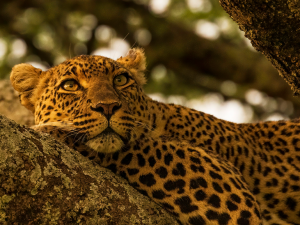 From mountain gorillas to lions, rhinos, and chimpanzees — explore Rwanda's Volcanoes, Akagera, and Nyungwe national parks on one unforgettable safari