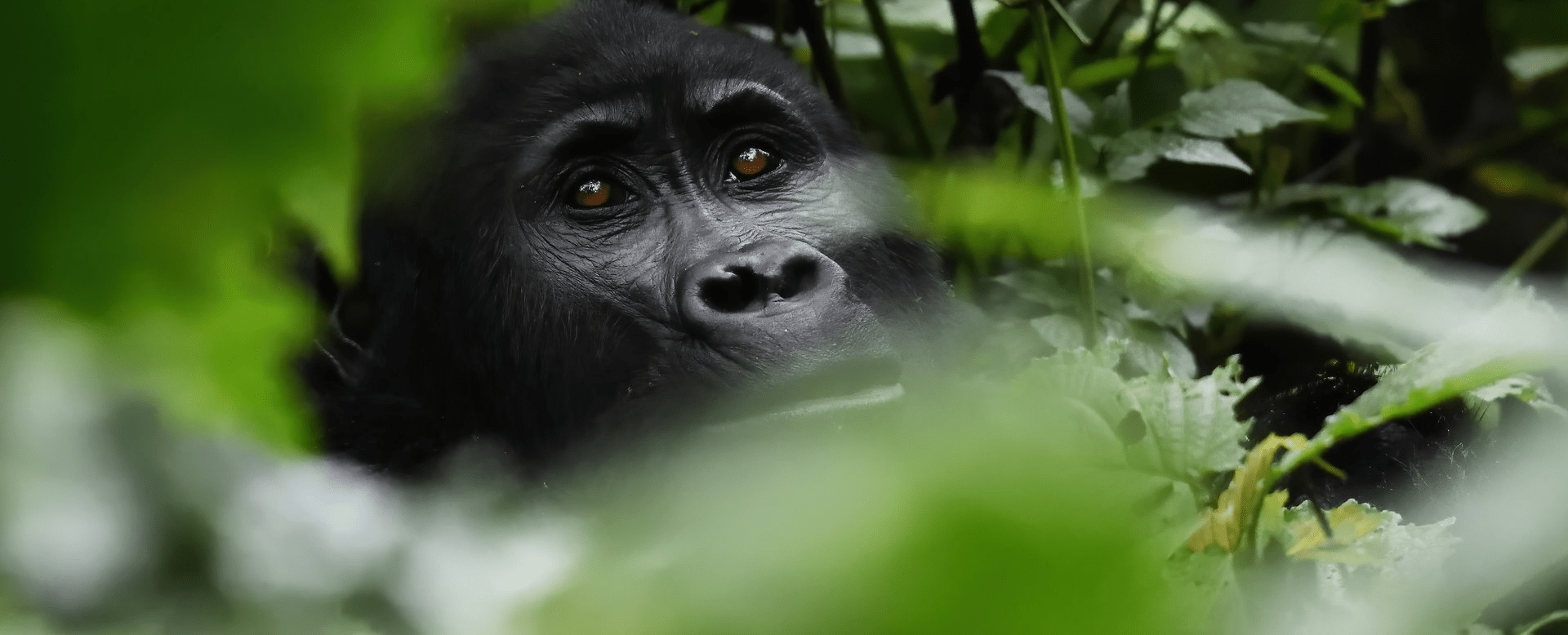 Looking for a short Gorilla safari Uganda that fits into a tight schedule? This one-day Uganda Gorilla trekking itinerary takes you from Kigali straight to the Ruhija sector of Bwindi Impenetrable National Park, home to some of the most habituated gorilla families in the world.