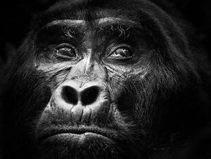 Planning a gorilla safari? See how Bwindi Impenetrable and Volcanoes National Park stack up on price, terrain, permits, and overall experience