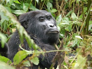 A 4-day Uganda safari pairing gorilla trekking with the Virunga's toughest hike — Mount Sabyinyo, where Uganda, Rwanda & DRC meet