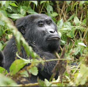 Trek mountain gorillas in two countries on our 4-day double gorilla safari. Volcanoes National Park (Rwanda) + Bwindi Impenetrable Forest (Uganda). Expert guides, premium lodges. Book your unforgettable safari today.