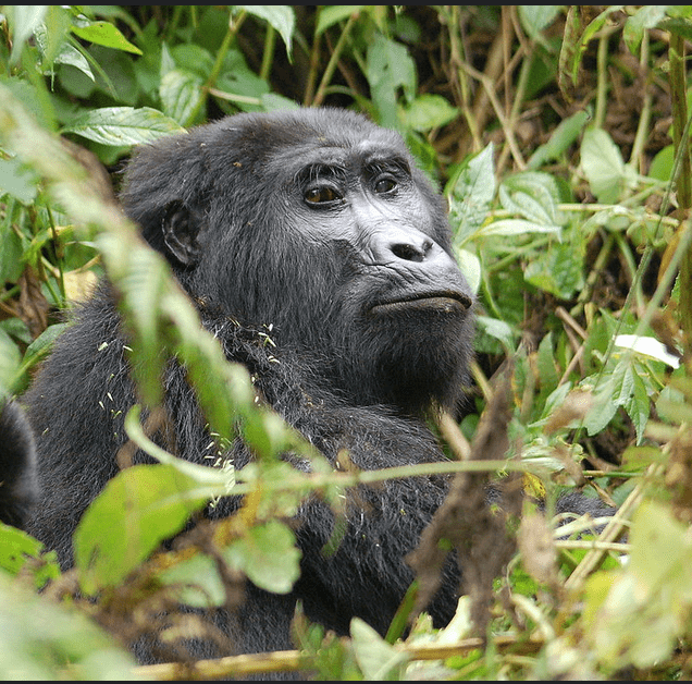 Trek mountain gorillas in two countries on our 4-day double gorilla safari. Volcanoes National Park (Rwanda) + Bwindi Impenetrable Forest (Uganda). Expert guides, premium lodges. Book your unforgettable safari today.
