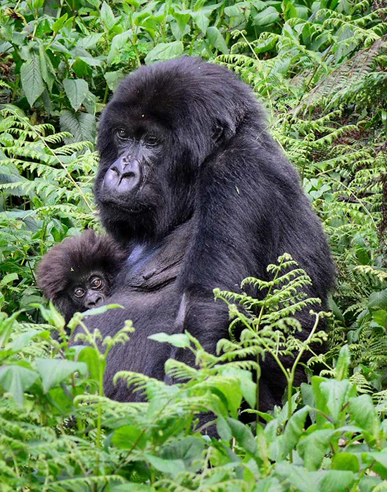 Complete guide to gorilla trekking in Rwanda & Uganda: trek duration, one-hour encounters, age limits, fitness requirements, permits, and terrain differences