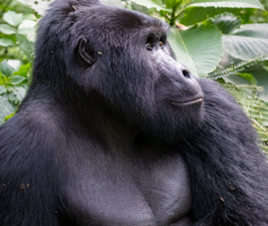 10-day Rwanda safari combining gorilla trekking, golden monkeys, chimpanzee tracking in Nyungwe, and big-five game drives in Akagera. From $6,670pp