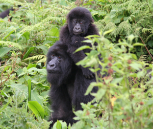 Trek gorillas, chimps & golden monkeys on this 8-day Rwanda safari. Visit Nyungwe, Volcanoes NP & Lake Kivu. From $5,598pp — book your adventure today.