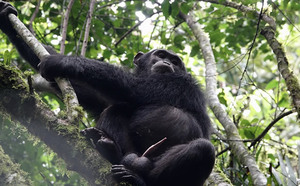 2-day Nyungwe chimpanzee trekking safari combining chimp tracking, a rainforest canopy walk, and cultural stops en route from Kigali. From $986pp