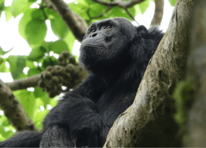 Trek chimpanzees and colobus super-troops in Nyungwe National Park, Rwanda. Cross Africa's only canopy walkway. Guides, permits, and lodges for 2026-2027